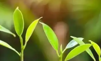 期货招商代理当中的中阳环球金融主账户是如何看待